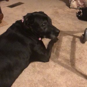 Meet your Posher, Lisa